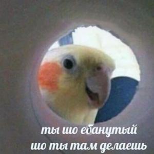 Правила Плов
